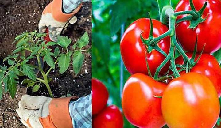 13 Astuces Pour Faire Pousser Plus de Tomates, Plus Grosses et Plus Savoureuses.