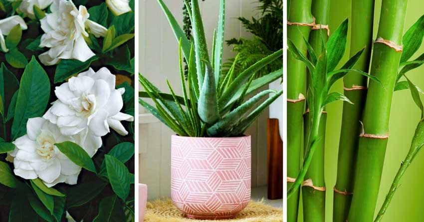 7 plantes pour décorer votre chambre qui favorisent un bon sommeil