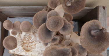 Cultiver des champignons avec des tuyaux d'eau à la maison