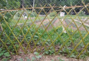 Comment Créer une clôture vivante pour votre propriété : La solution verte