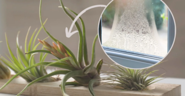 Une plante inhabituelle qui pousse sans terre - élimine l'humidité et la moisissure de la maison !