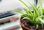 10 Plantes qui peuvent absorber l’humidité de la maison